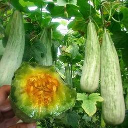 果果吃大瓜,尽享夏日大瓜盛宴